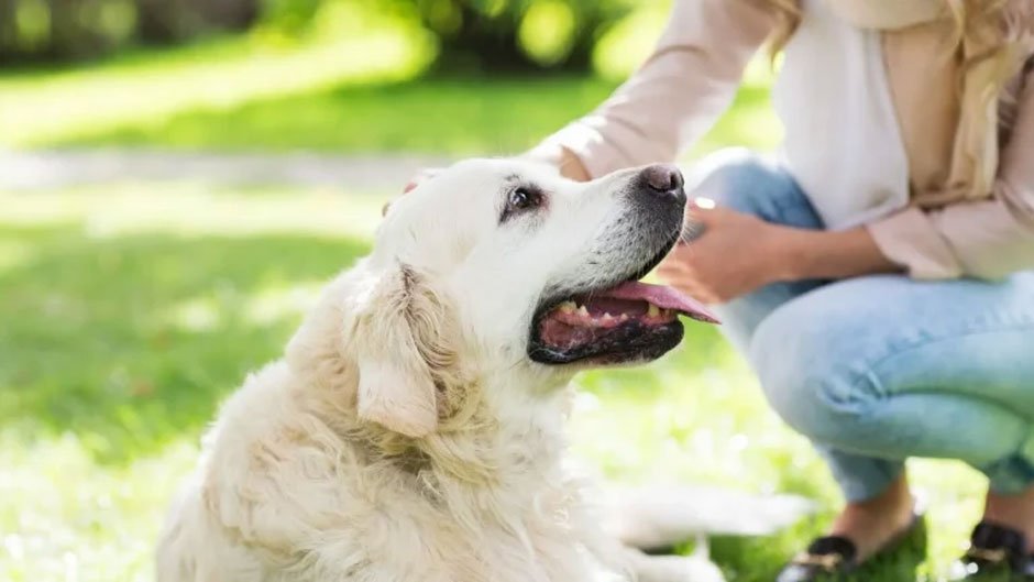 Understanding Business Insurance for Pet Care Professionals