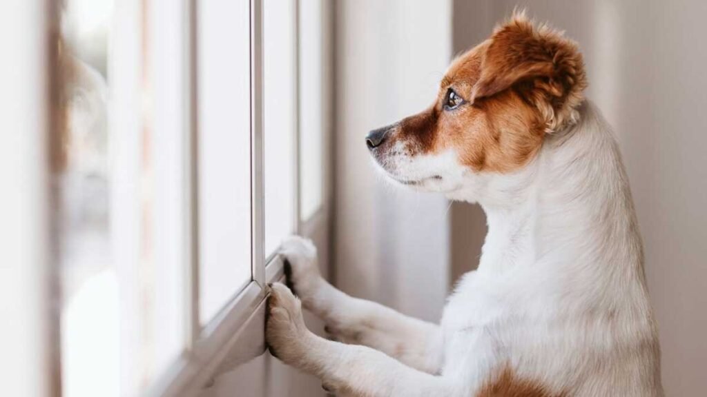 Helping Dogs Cope with Separation Anxiety