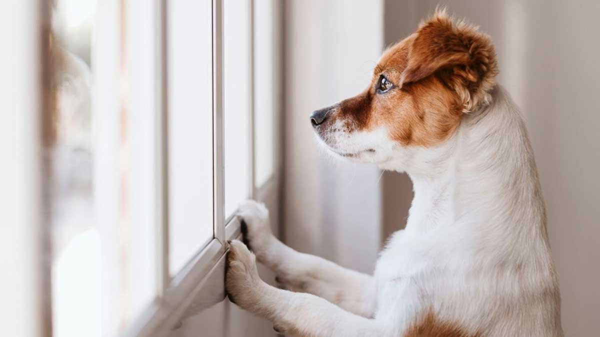 Helping Dogs Cope With Separation Anxiety How The Right Crate Can Make helping-dogs-cope-with-separation-anxiety-how-the-right-crate-can-make