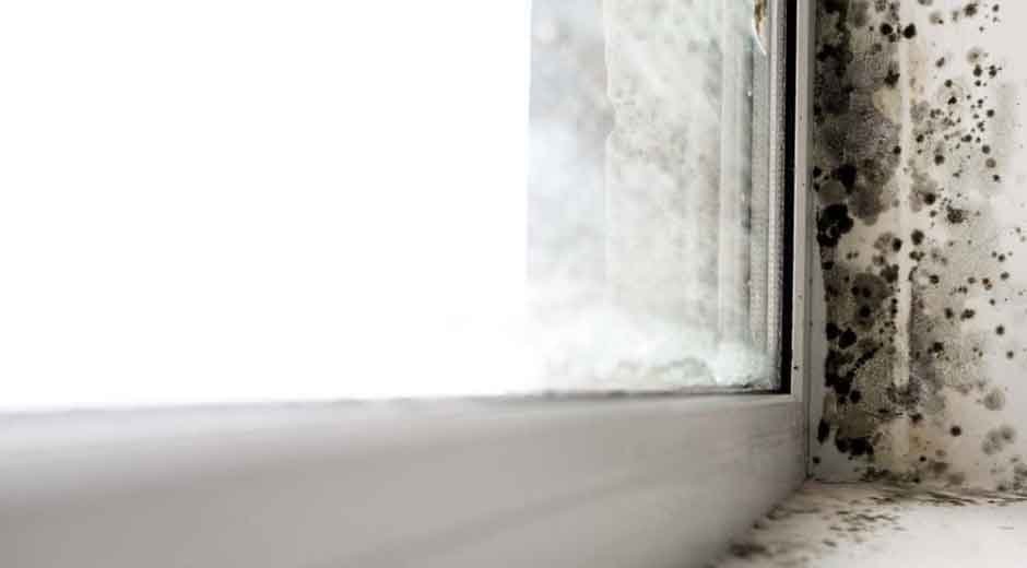 How to Remove Black Mold From Surfaces Using Vinegar and Tea Tree Oil