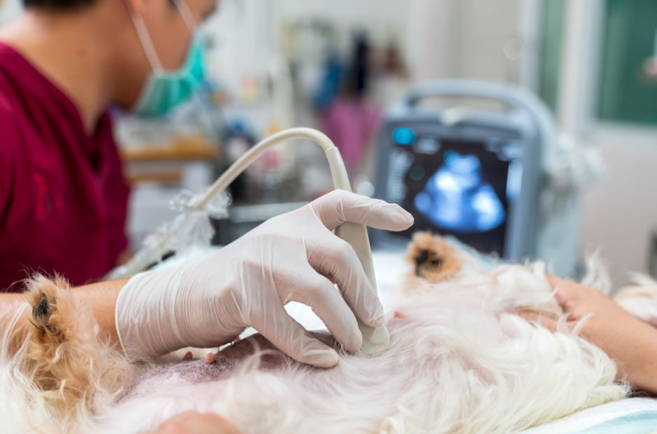 Reasons to Choose a Low-Cost Emergency Vet in Houston for Your Pet