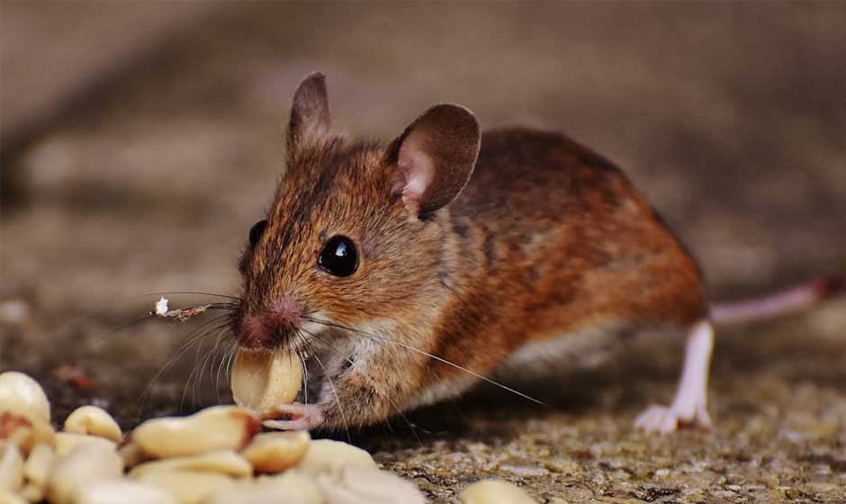 How Household Clutter Creates Hidden Pest Pathways