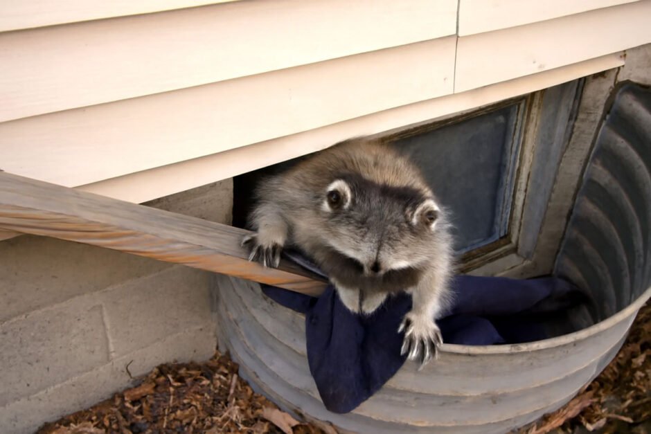 How Secure Window Well Covers Prevent Animals from Getting Trapped