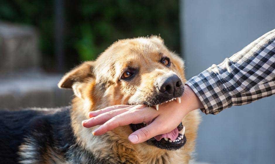 Suing for Dog Bite Injuries in Missouri