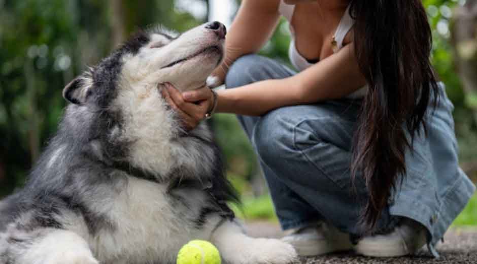 The-Best-Dog-Training-Methods-What-You-Need-to-Know