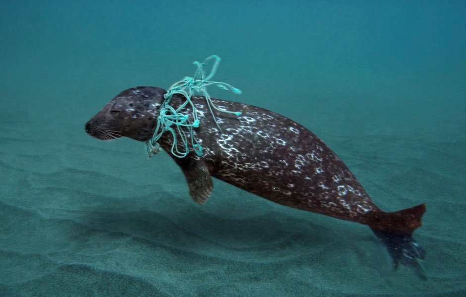 The Role of Recyclable Packaging in Protecting Wildlife