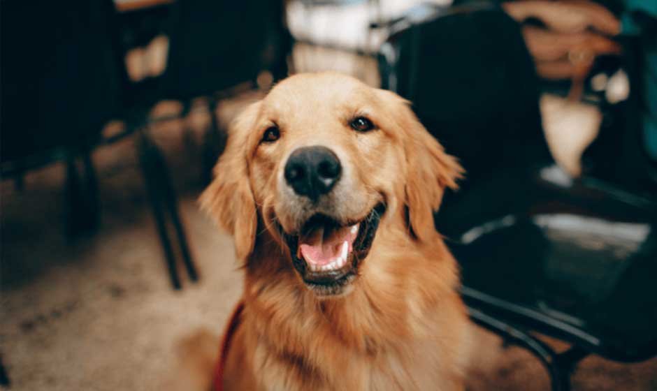 What Causes Bad Breath in Dogs, and How to Fix It Naturally