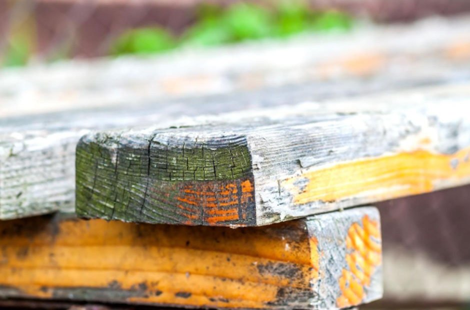 Can Dry Rot Be Treated Without Replacing the Wood