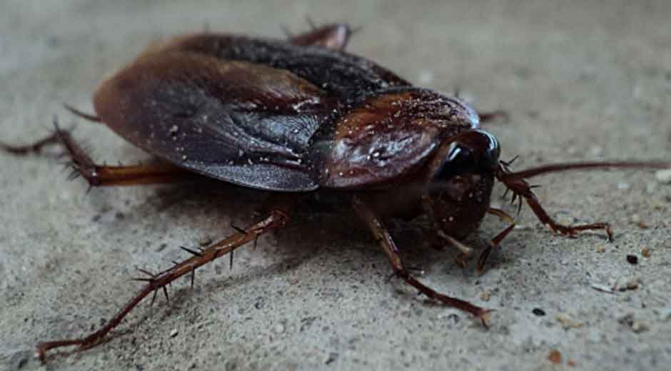 Common Household Invaders and How to Keep Them at Bay
