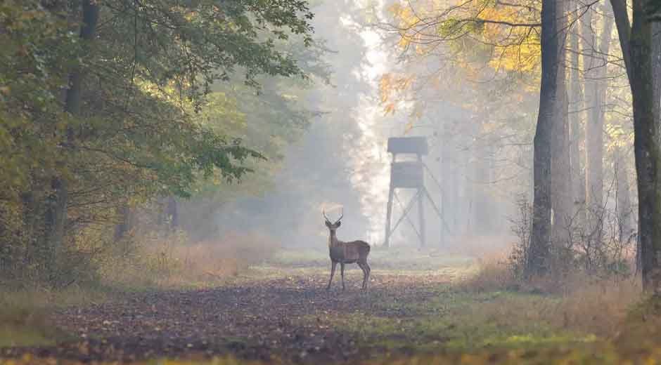 Deer-Hunting-101-Your-Complete-Guide-to-Gear,-Timing,-and-Strategy