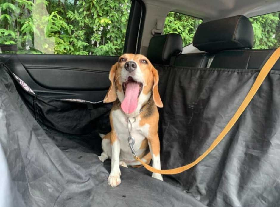 Protect Your Car’s Interior with Durable, Pet-Friendly Seat Solutions