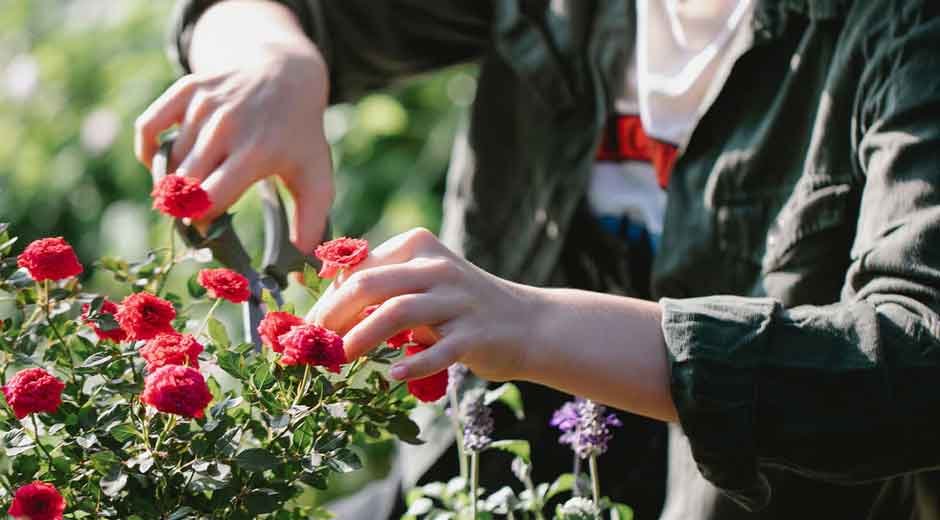 Ultimate Home Flower Care Checklist for Busy Lifestyles