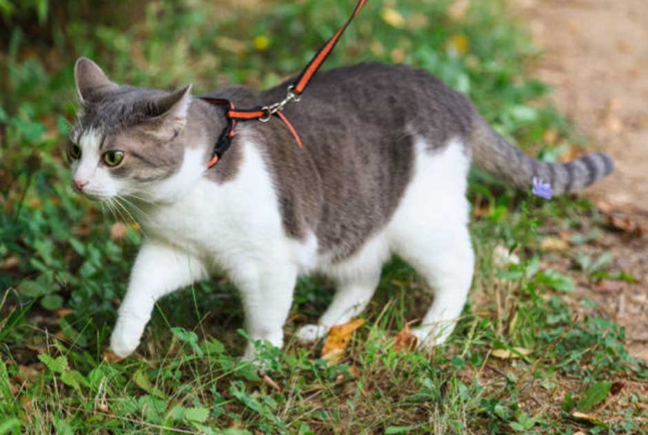 What To Do If Your Cat Refuses To Walk With A Harness