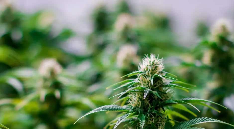 Cultivation-Tips-for-Blue-Dream-Feminized-Seeds