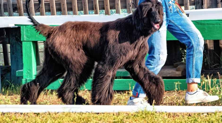 Hardest-Dog-Breeds-to-Train-Our-Top-5-Picks