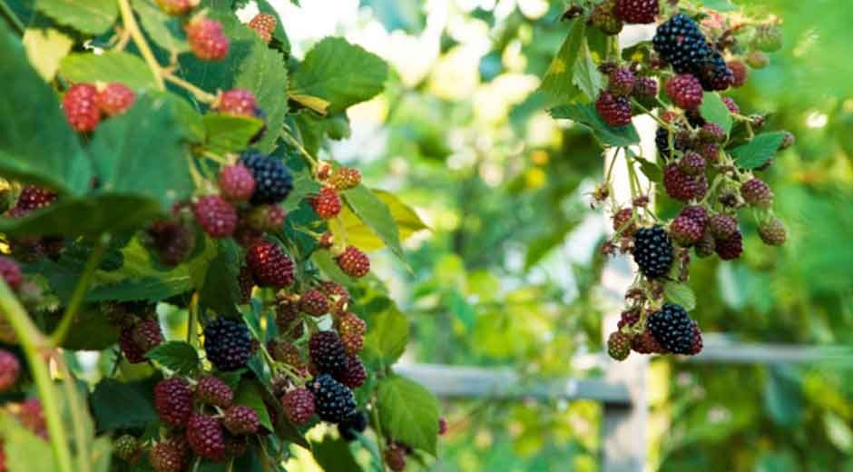 How-to-Grow-Blackberries-A-Complete-Guide-for-Beginners
