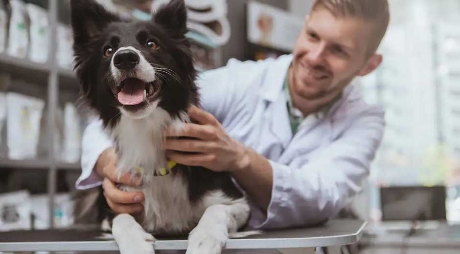 Pet-Medical-Care-A-Complete-Guide-for-Responsible-Owners
