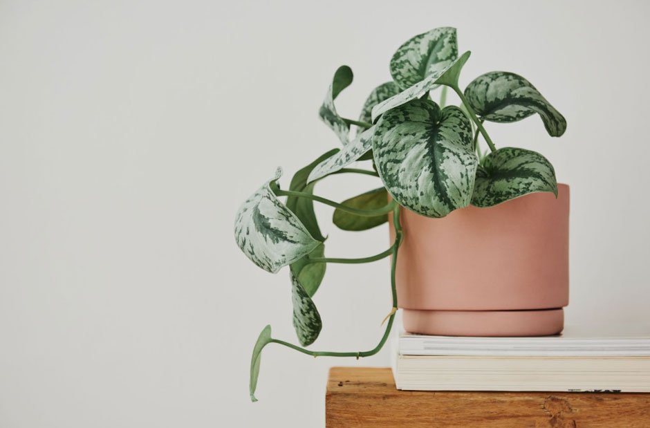Pothos: The Perfect Low-Maintenance Houseplant