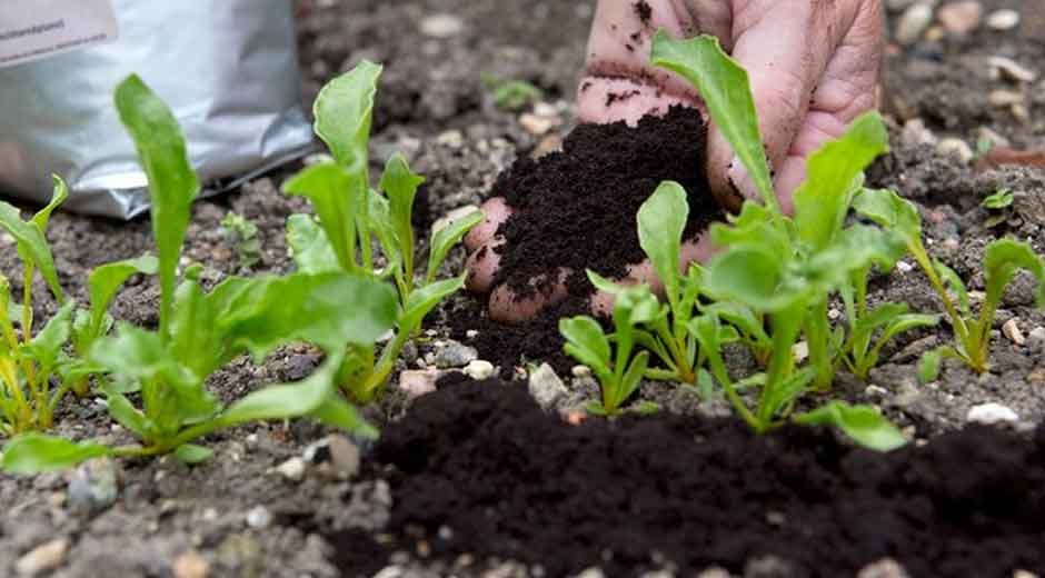 Why Are Used Coffee Grounds Great for Composting?