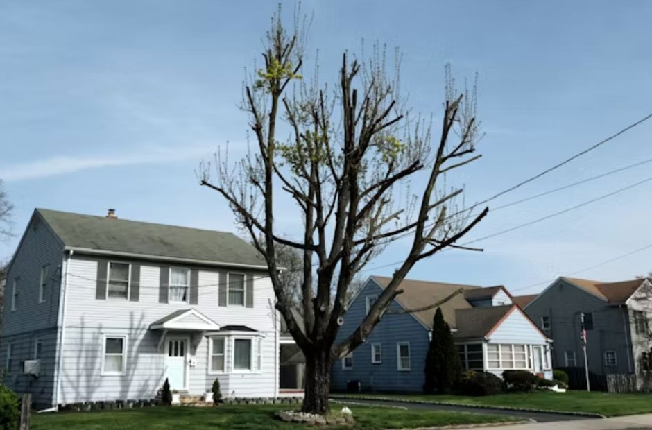 Why Tree Pruning is Essential for Safety and Curb Appeal