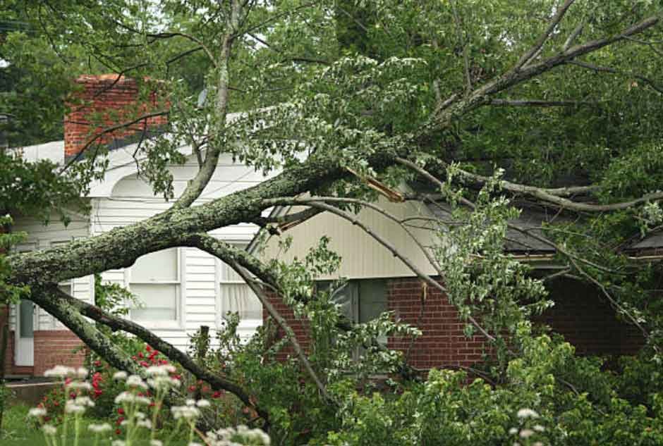 Why Tree Pruning is Essential for Safety and Curb Appeal
