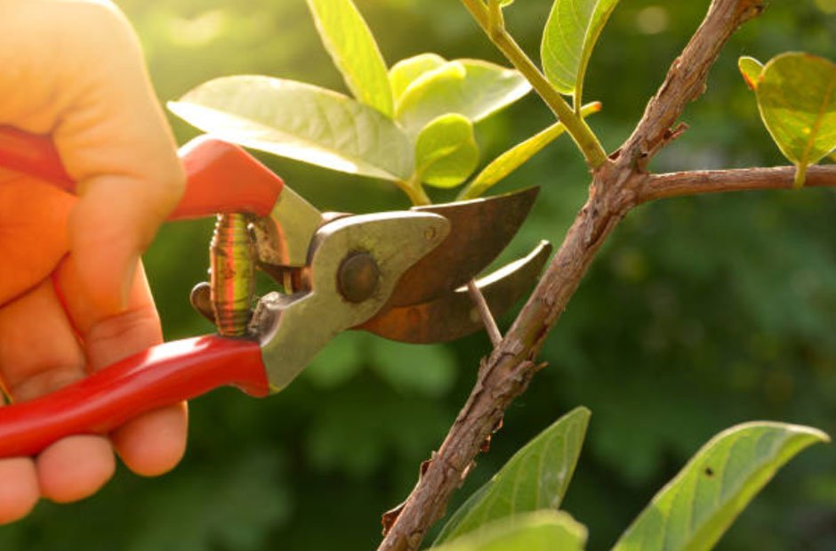 Why Tree Pruning is Essential for Safety and Curb Appeal