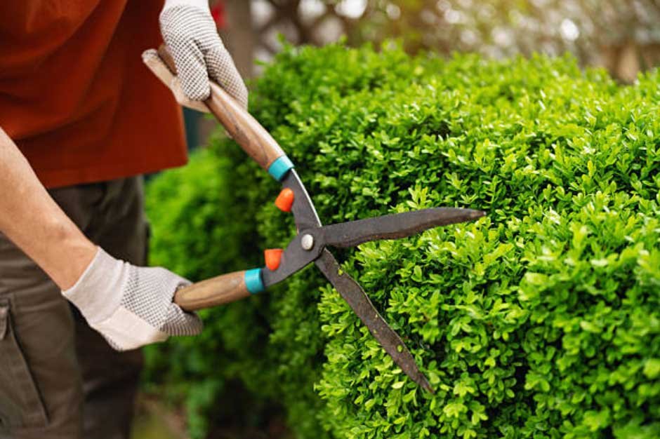 Why Tree Pruning is Essential for Safety and Curb Appeal