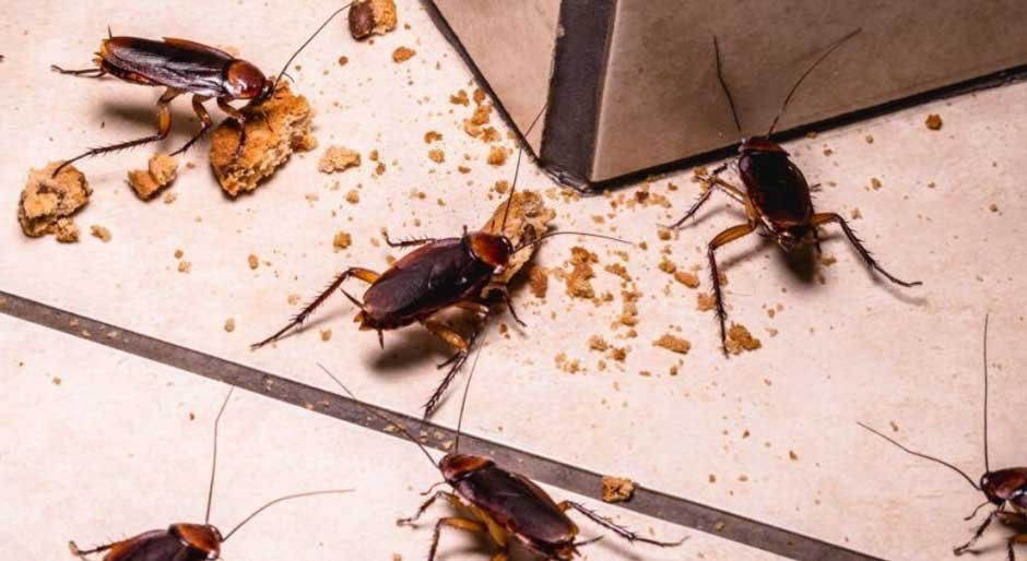 5 Common Household Mistakes in Melbourne That Lead To Escalated Pest Problems