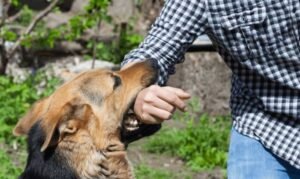 Everything You Need to Know About Dog Bite Liability Laws