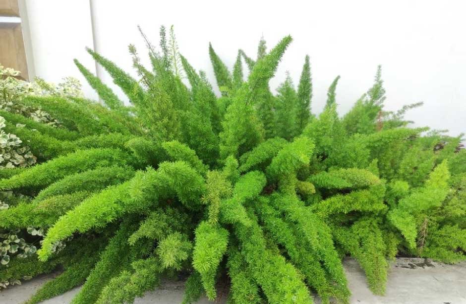 Foxtail Fern for Sale: Top Places to Purchase