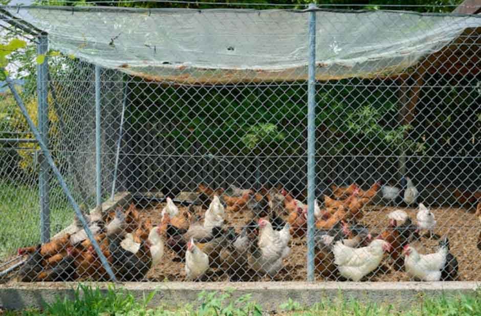 How Poultry Farmers Cope with Fluctuating Chicken Rates in India