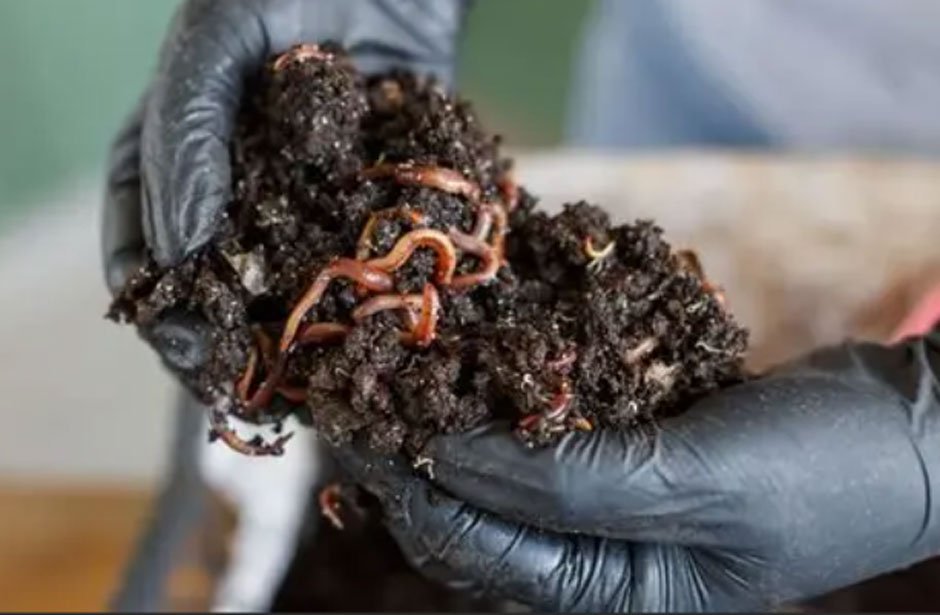 Why Red Wigglers Composting Worms Are the Best for Your Garden: A Complete Guide