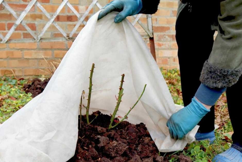 Essential Steps for Protecting Plants During Winter