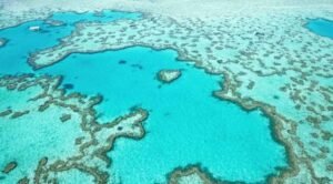 Marine Species One Can Discover While Visiting the Great Barrier Reef