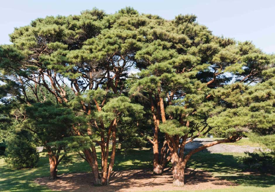 Trees shape our lives in ways we rarely stop to name