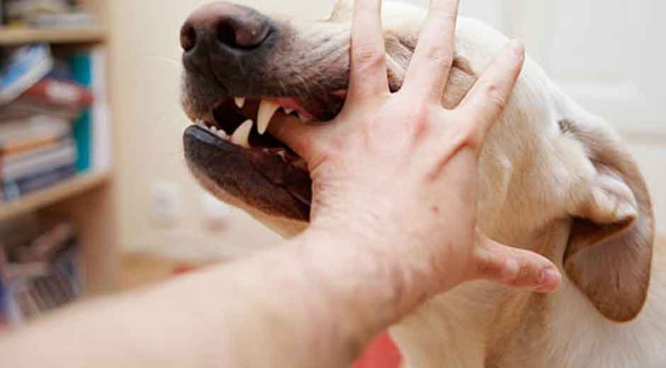 What to Do After a Dog Bite in Las Vegas