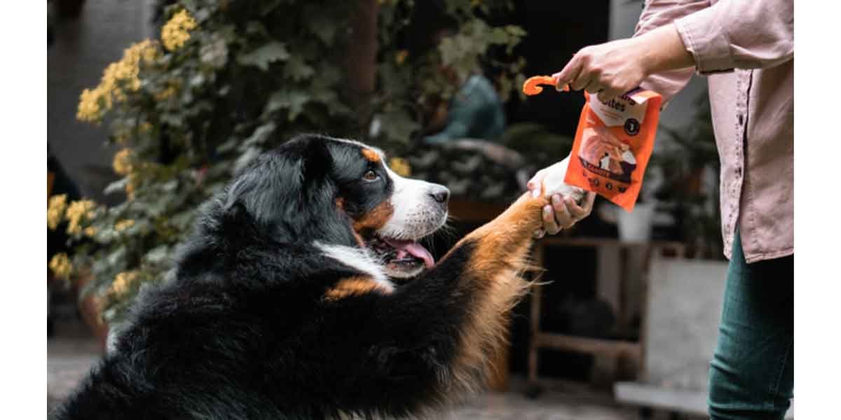 How-to-Keep-Your-Senior-Pet-Active-and-Pain-Free