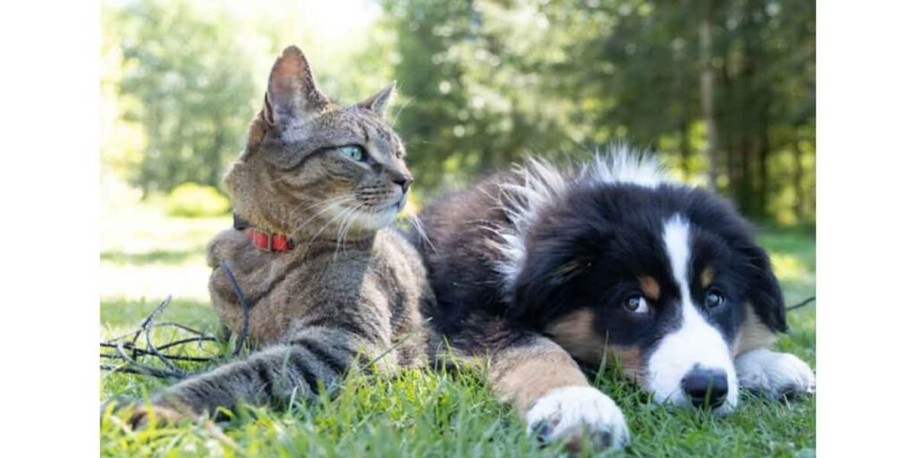 How-to-Keep-Your-Senior-Pet-Active-and-Pain-Free