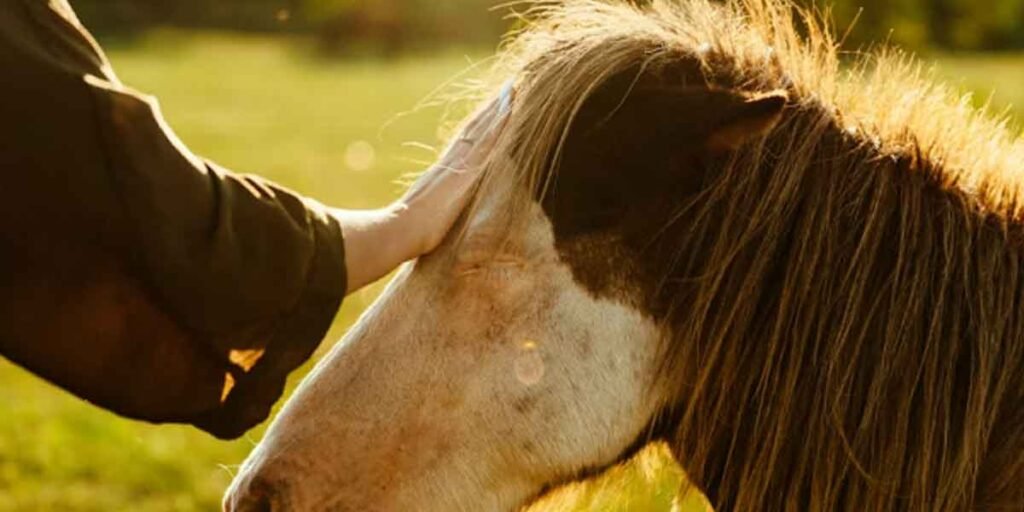 Practical Tips for Keeping Your Horse Healthy When Time Is Short