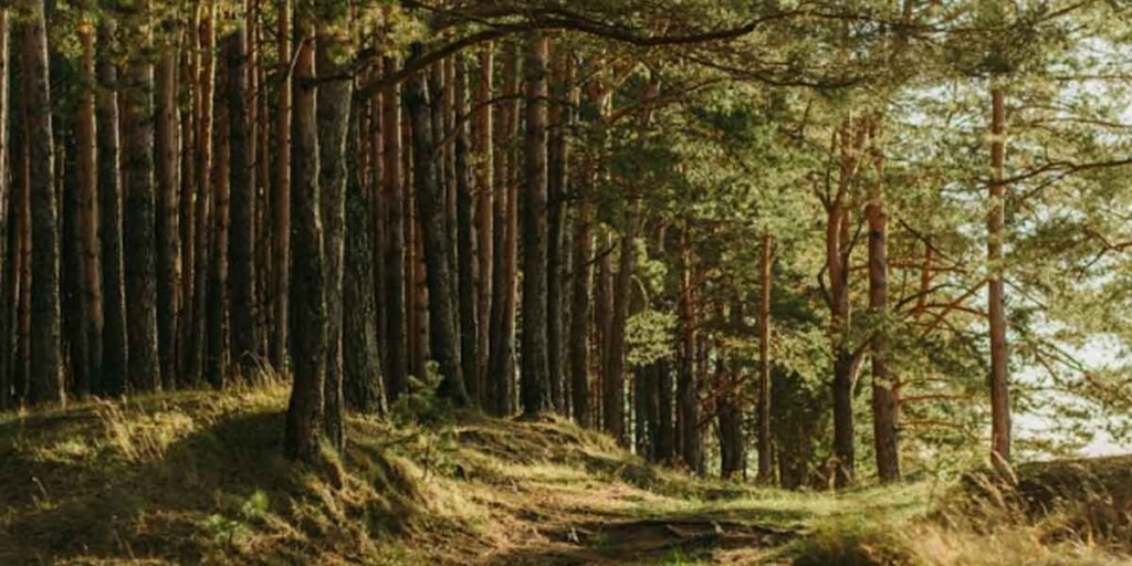 Understanding-Tree-Related-Liability-Laws