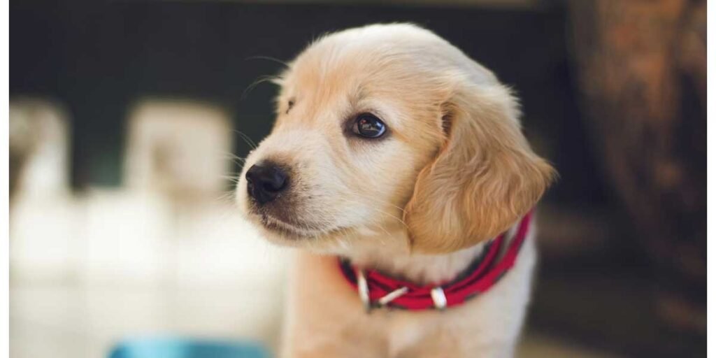 5-Supplements-to-Help-with-Your-Pup’s-Health-and-Wellness