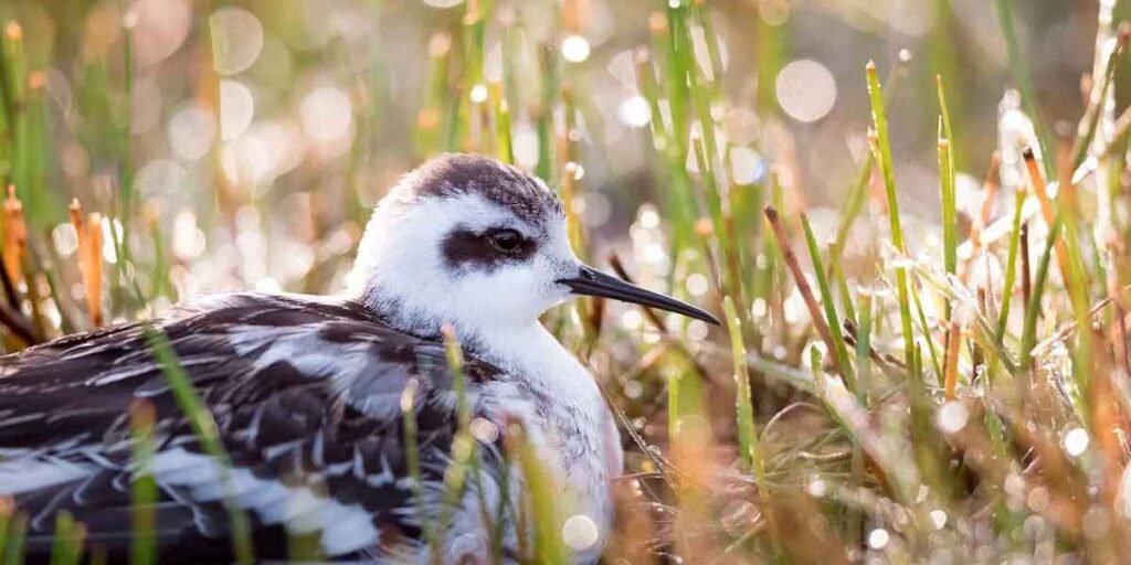 A Beginner’s Guide to Identifying Birds in Your Area And Why It's Good For The Soul