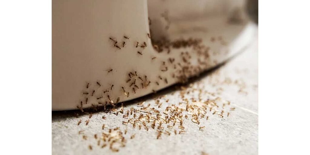 How-Hidden-Moisture-Attracts-Pests-Inside-Wall-Cavities