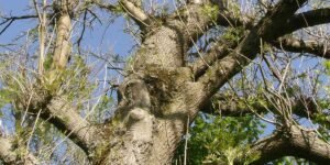 How-to-Know-When-a-Tree-Needs-Removal-Before-It-Falls