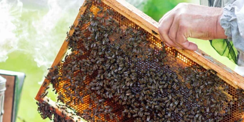 Understanding Bee Behavior: Working With, Not Against, Your Colony