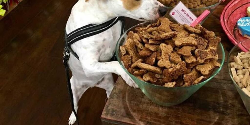 Where to Buy Dog Food in Richmond: Best Pet Stores for Quality Brands