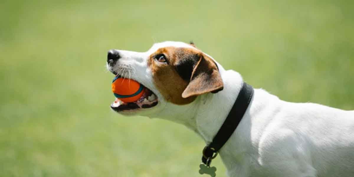 Essential Tips for Keeping Your Dog Healthy