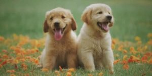 Essential Tips for Keeping Your Dog Healthy