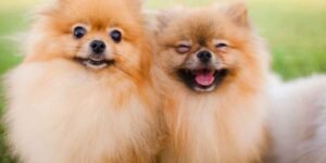 How-do-Pet-Groomers-Consider-Different-Coat-Textures