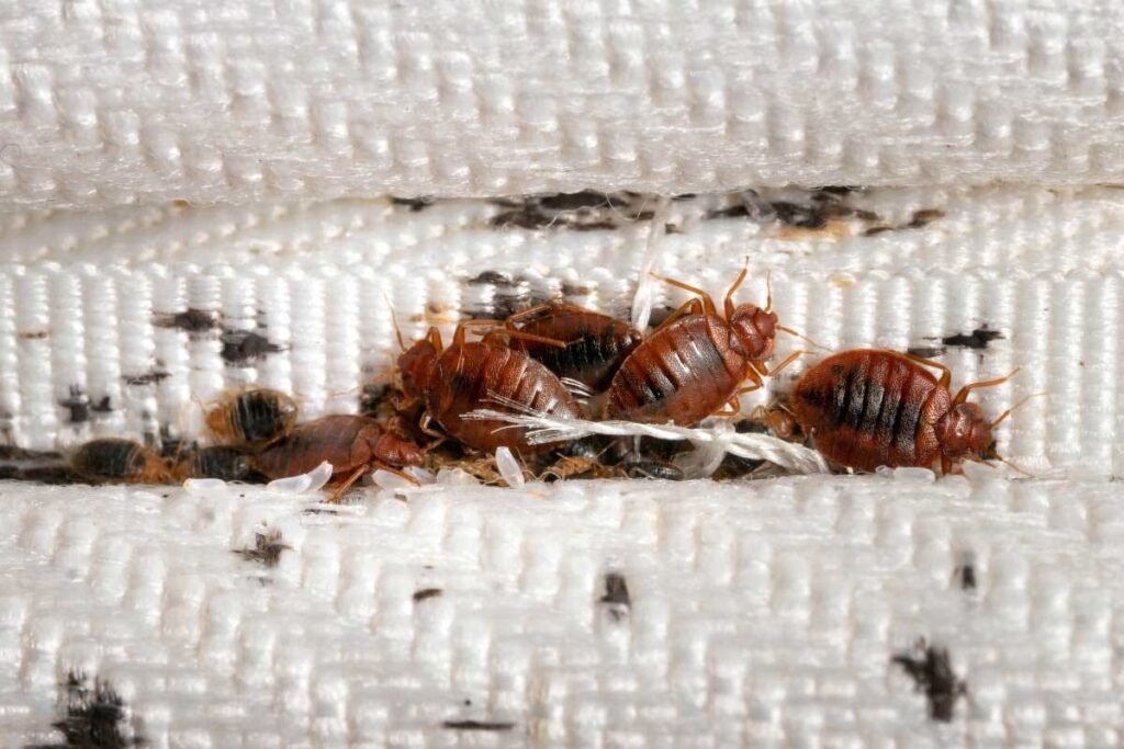 bed bug infestations often start in one room and slowly spread